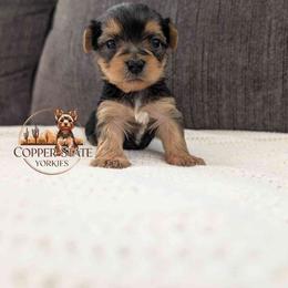 Denali - Black and tan female Yorkshire Terrier puppy in Goodyear, Arizona from Copper State Yorkies