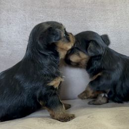 Yorkshire Terriers from Griffin Yorkies
