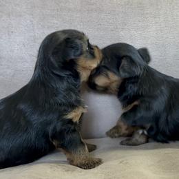 Yorkshire Terriers from Griffin Yorkies