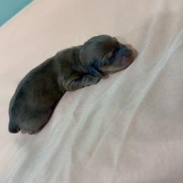 Reese - Chocolate and cream male Dachshund puppy in Lewisburg, West Virginia from Golden Hollow Dachshunds