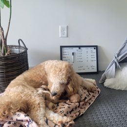 French Bulldog and Goldendoodle Puppies from Good Vibes Puppies