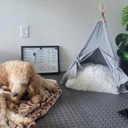 French Bulldog and Goldendoodle Puppies from Good Vibes Puppies