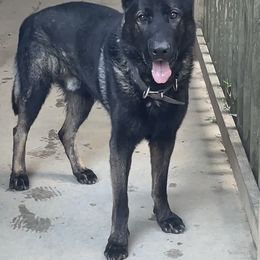 Hans - German Shepherd