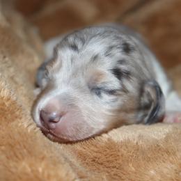 Black and Tan Dapple Pie Male - Dapple male Dachshund puppy in Pontotoc, Mississippi from Doubletake Doodles & Dachshunds