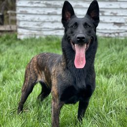Tomoe - Dutch Shepherd