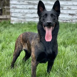 Tomoe - Dutch Shepherd