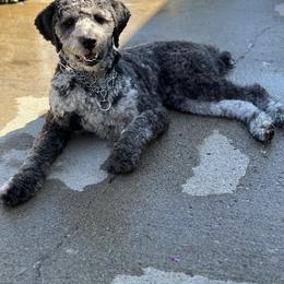 Aussiedoodles and Australian Shepherds from Mr and Mrs Doodle Farm