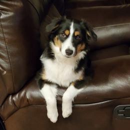 Oaklee - Miniature Australian Shepherd