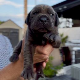 Romeo - Gray male Cane Corso puppy in Las Vegas, Nevada from LV3M Cane Corso