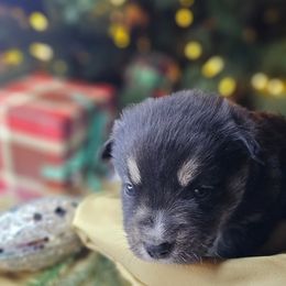 Peter Pan - Black and tan male Companion Cross puppy in Decatur, Illinois from We R Puppies