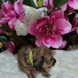 Dachshund Puppies from CLARK'S BREEDING PROGRAM