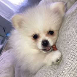 Boy 2 - male Pomeranian puppy in Los Angeles, California from Lucky Poms of Los Angeles
