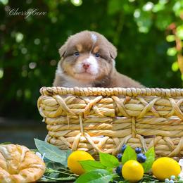 Australian Shepherd Puppies from CherryCove Aussies