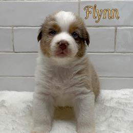 Flynn - Red merle male Australian Shepherd puppy in Zephyrhills, Florida from Highland Shelties & Aussies