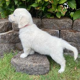 Pink (Bubbles) - Light golden female Golden Retriever puppy in Silverton, Oregon from Silver Morning Farm