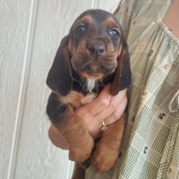 Franklin - Black tan and white male Basset Hound puppy in Yarnell, Arizona from Boulder Oak Bassets
