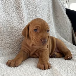 Vizsla Puppies from Valor Vizsla's