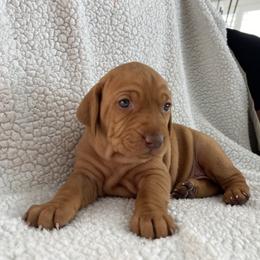 Vizsla Puppies from Valor Vizsla's