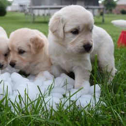 Golden Retriever Puppies from Golden Retriever Companions