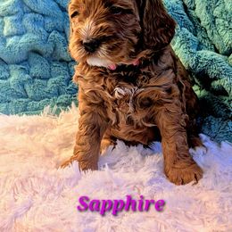 Sapphire - Red female Australian Labradoodle puppy in Rancho Cucamonga, California from LILY'S Labradoodles
