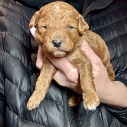 Buddy - Red and white male Cockapoo puppy in Denver, Pennsylvania from Greenview Puppies