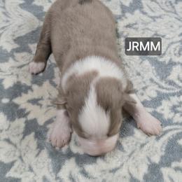 Jb2 - Red merle male Miniature Australian Shepherd puppy in Bend, Oregon from Badlands Toy and Mini Aussies