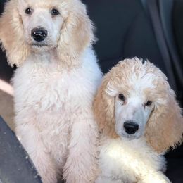 Poodle Puppies from Magic Standards Standard Poodles