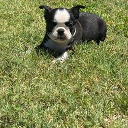 Haggerty dot boy - Black brindle and white male Boston Terrier puppy in Madera Acres, California from Muggin Bostons Terriers and Mini Dachshund