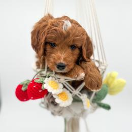 Birdie - Red  male Goldendoodle puppy in Wooster, Ohio from Cynology Doodles