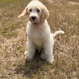 Trinity - White female Double Doodle puppy in Mineola, Texas from ETX Dandy Doodle