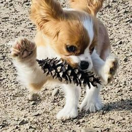 Cavalier King Charles Spaniel Puppies from Solheimar