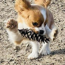 Cavalier King Charles Spaniel Puppies from Solheimar