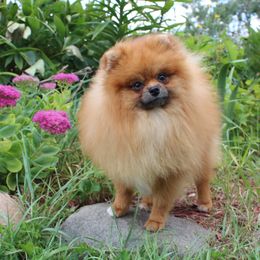 Campbell - Orange sable male Pomeranian puppy in Midland, Michigan from A&M Pomeranians