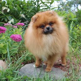Campbell - Orange sable male Pomeranian puppy in Midland, Michigan from A&M Pomeranians