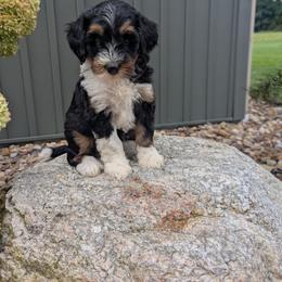 Girl 4 - female Bernedoodle puppy in Beach City, Ohio from Blue Cloud Doodles