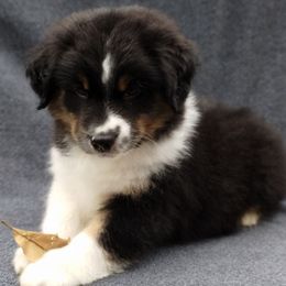 Iron - Black tri male Miniature American Shepherd puppy in Springfield, Missouri from Sunrock Kennel