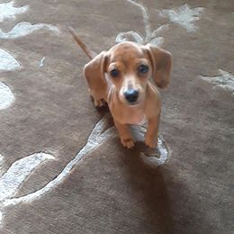 Dachshund Puppies from Kelly's Doxie Farm