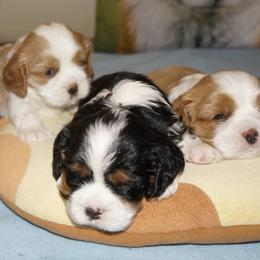 Cavalier King Charles Spaniel Puppies from London Fog Cavaliers
