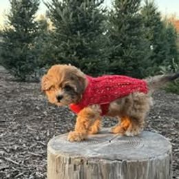 Assorted Doodle Crosses, Aussiedoodle, Australian Shepherd, Long Haired Weimaraner, Shihpoo, and Shih Tzu Puppies from Rockiń N Kennel