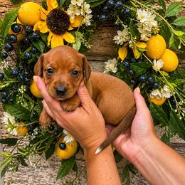 Huckleberry - Red male Dachshund puppy in Waco, Georgia from Huff Family Doxies & Doodles