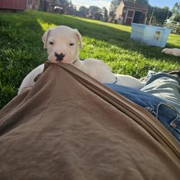 Grumpy - White male Dogo Argentino puppy in Bear River City, Utah from Valkka Kennels
