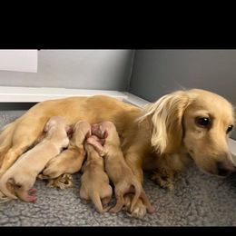 Dachshund Puppies from Channelledox