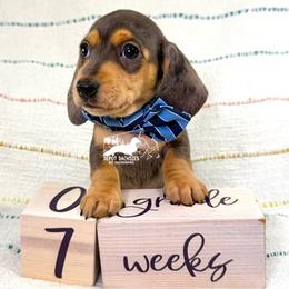 Rocky AKC - Black and tan male Dachshund puppy in South Easton, Massachusetts from Depot Dachsies