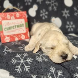 Aspen - Light golden female Golden Retriever puppy in Seymour, Missouri from High Road Golden Retrievers