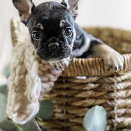 French Bulldog Puppies from Wind Ridge Frenchies