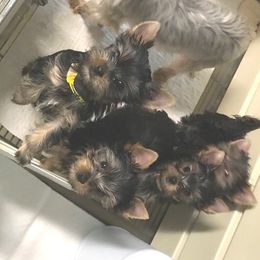 Yorkshire Terrier Puppies from Ty Ava Yorkies