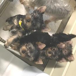 Yorkshire Terrier Puppies from Ty Ava Yorkies
