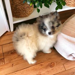 Pomeranian Puppies from Froggwoods Pomeranians