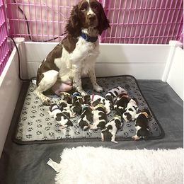 English Springer Spaniel Puppies from M L Springers