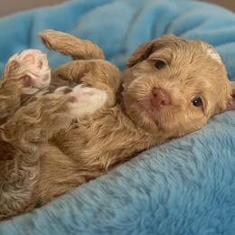 Green Collar - Yellow and white male Bernedoodle puppy in Port Charlotte, Florida from Islands Wheatens and Poodles